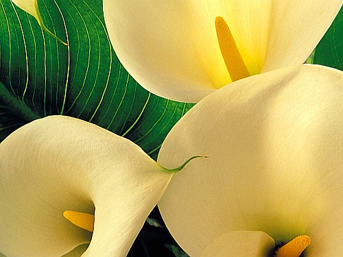 callas.jpg