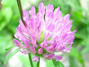 clover