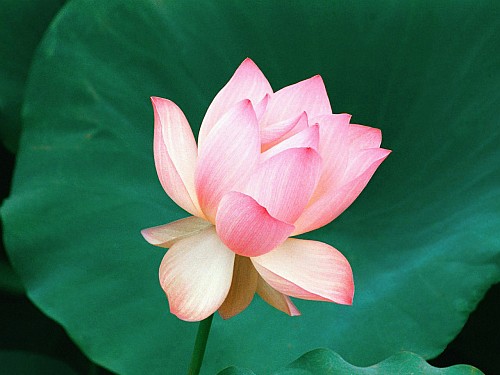 lotus.jpg